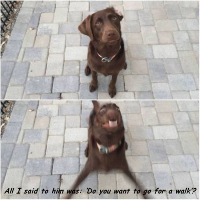 Want To Go For A Walk