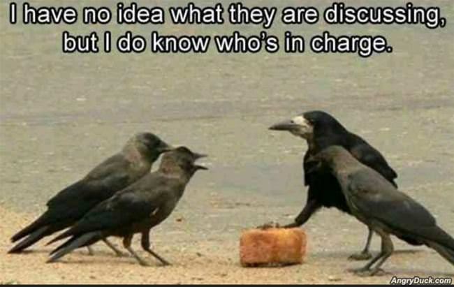 What Are They Discussing