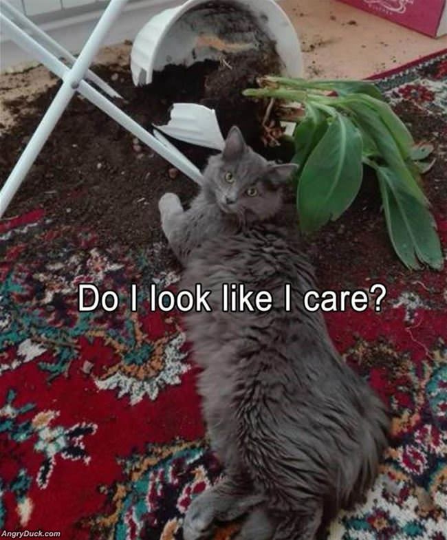 Do I Look Like I Care