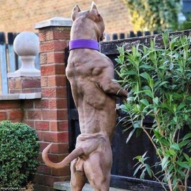 Do Not Mess With This Dog
