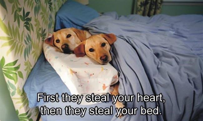 First They Steal Your Heart