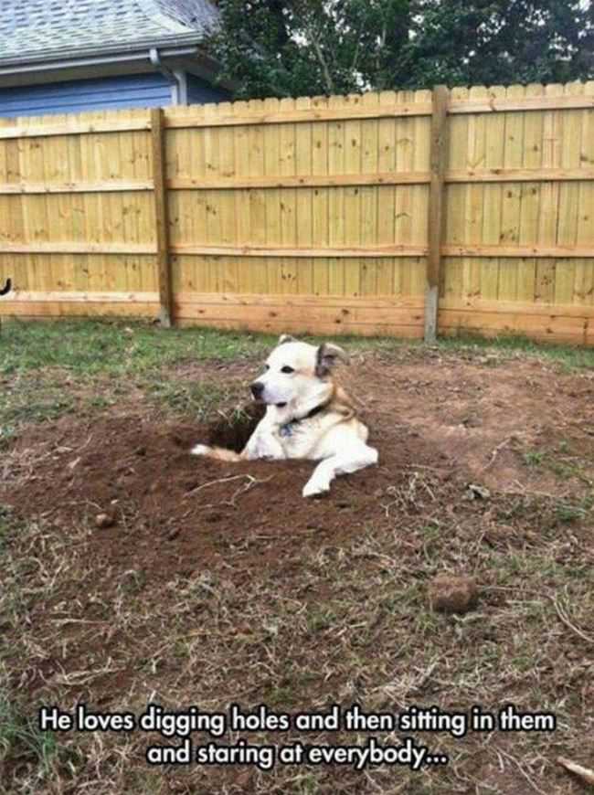 He Loves Digging Holes
