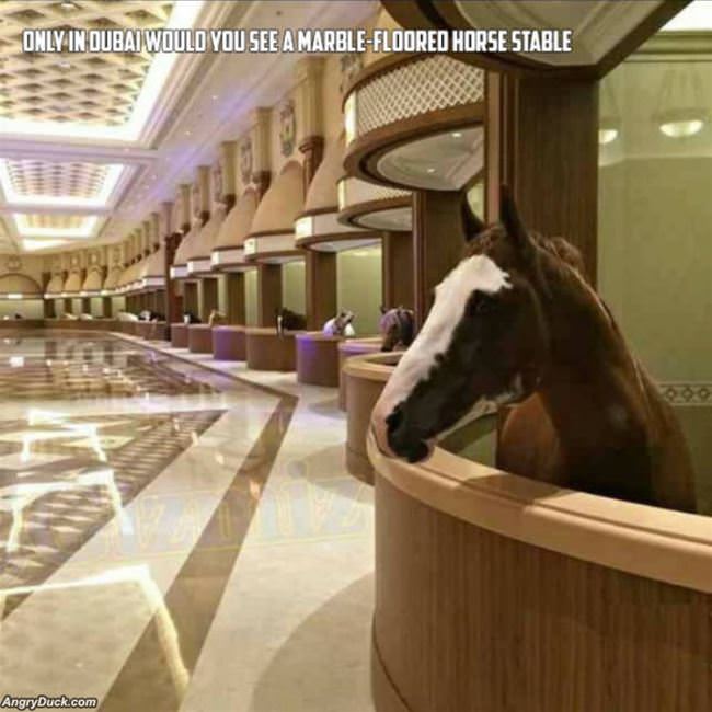 Marble Floored Horse Stable