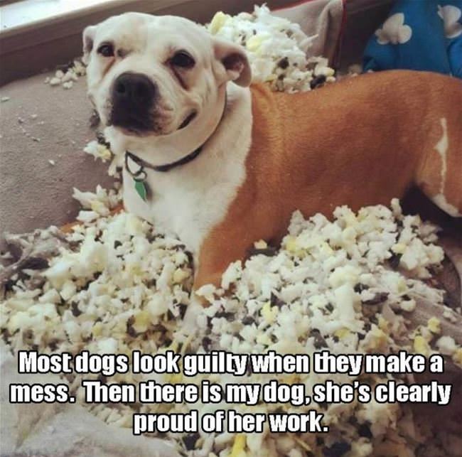 Most Dogs Look Guilty