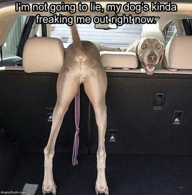 My Dog Is Freaking Me Out