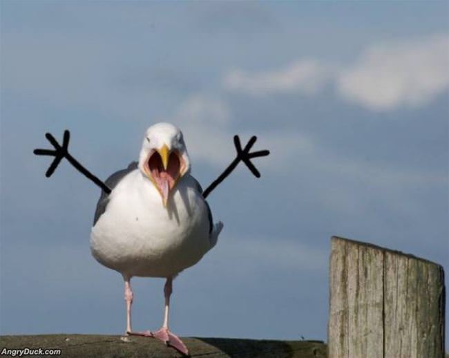 Never See A Bird The Same Again