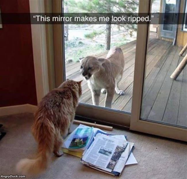 This Mirror Is Great