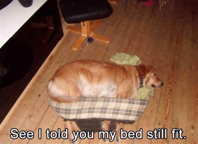 Told You I Still Fit