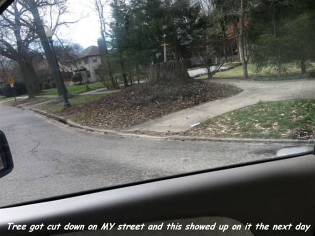 Tree Was Cut Down