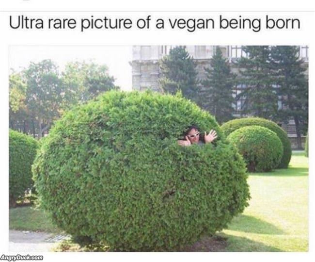 Ultra Rare Vegan Birth Photo
