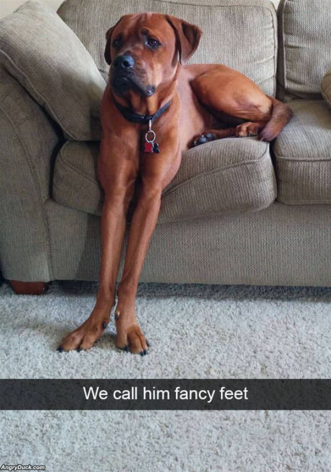 We Call Him Fancy Feet