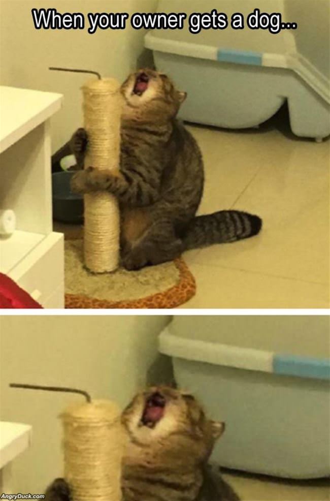 When You Owner Gets A Dog