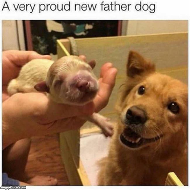 A Very Proud New Father Dog