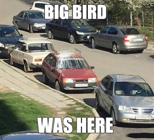 Big Bird Was Here
