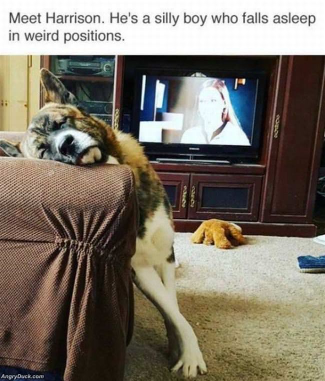 Falls Asleep In Weird Positions