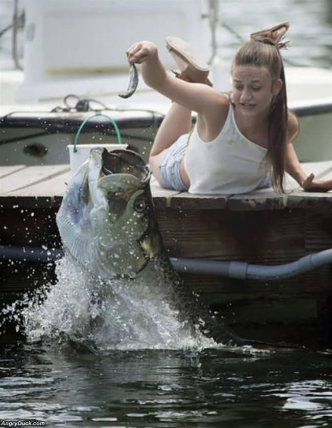 Feeding The Fish