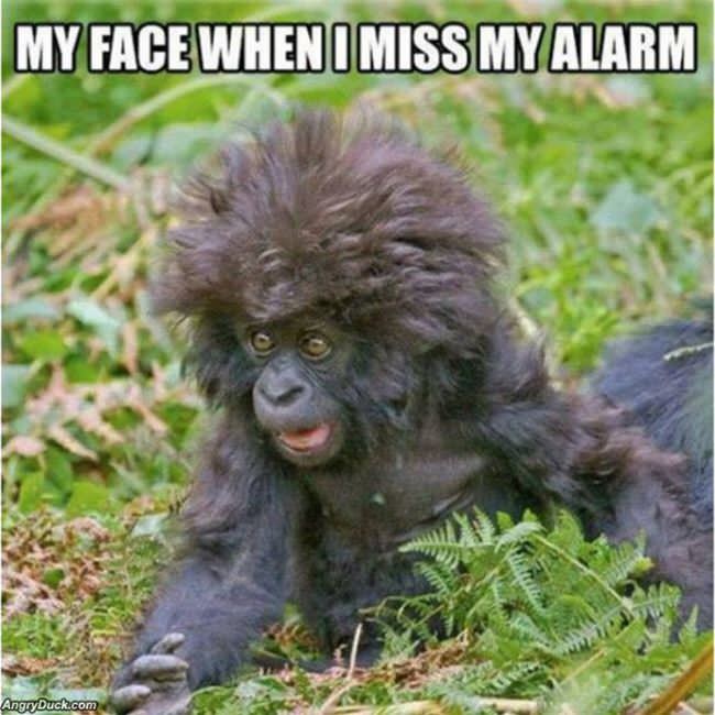 Missing My Alarm