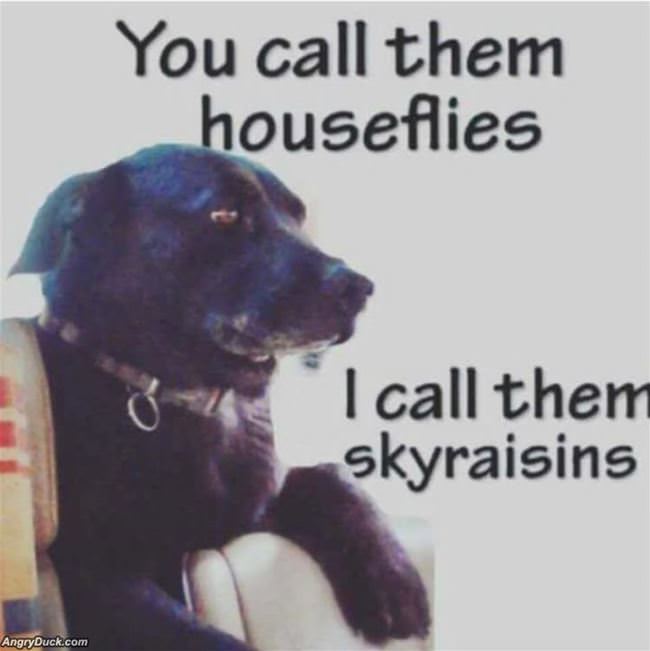 Sky Raisins