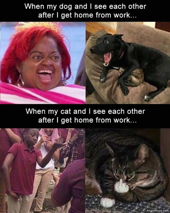 Dogs Vs Cats