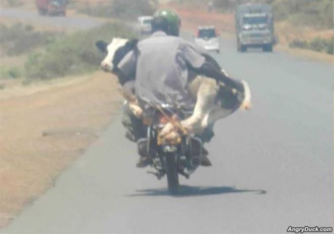 Just Delivering A Cow