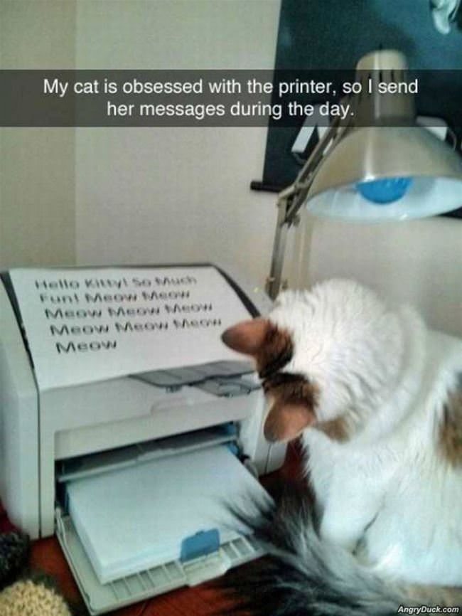 Send My Cat Messages