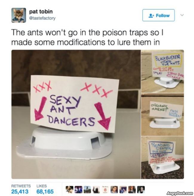 Sexy Ant Dancers