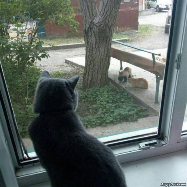 Voyeur