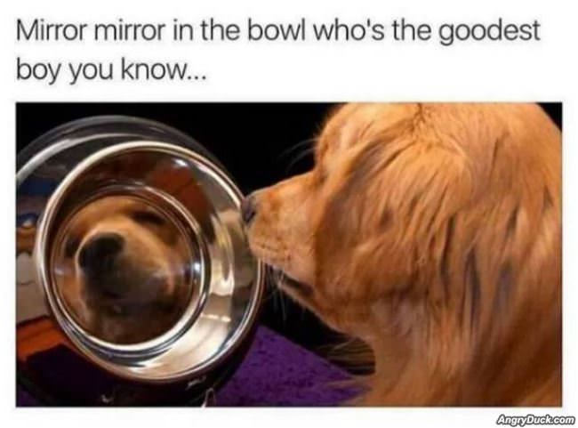 Who Is The Goodest Boy