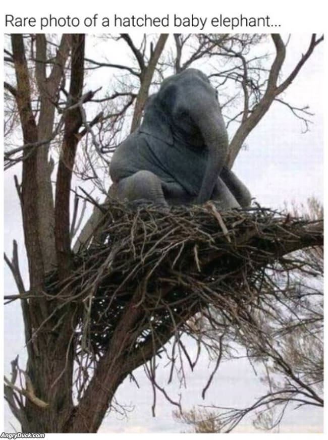 A Hatched Baby Elephant