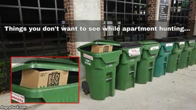 Apartment Hunting