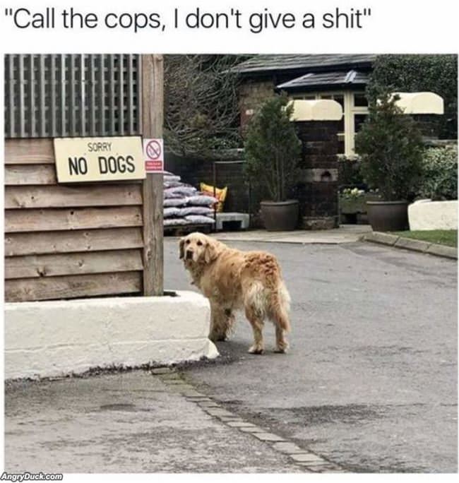Call The Cops