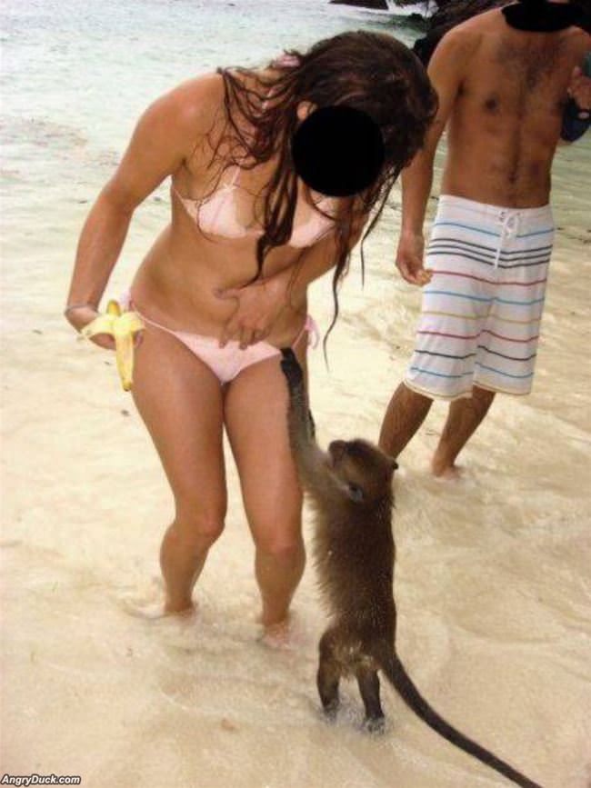 Can I Has That