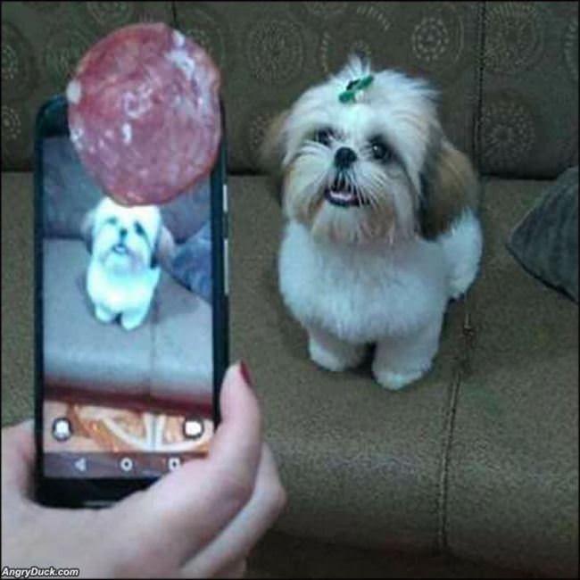 Clever Way To Get The Dog To Look