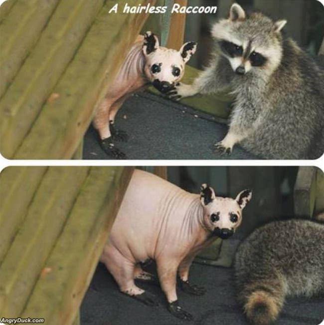 Ever See A Hairless Racoon