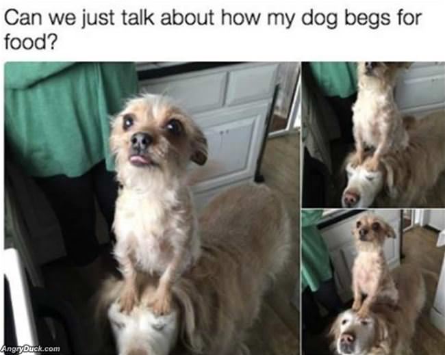 How I Beg For Food