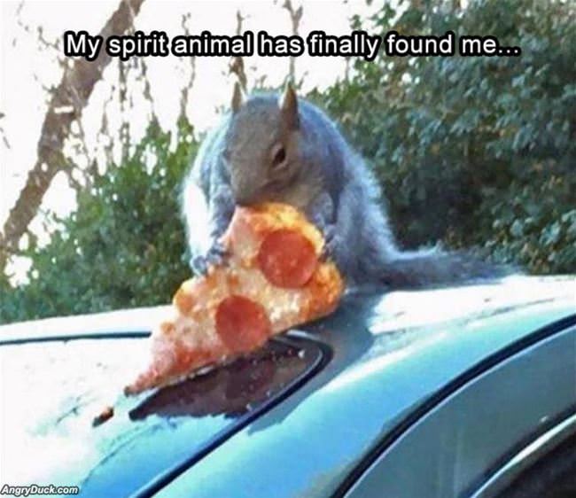 My Spirit Animal Has Found Me