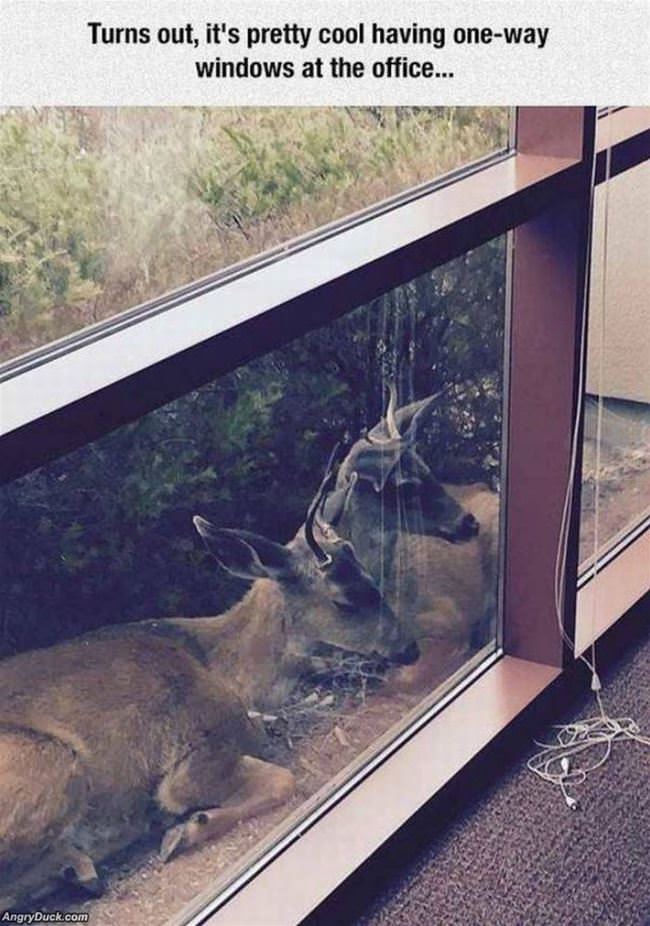 One Way Mirrors At The Office