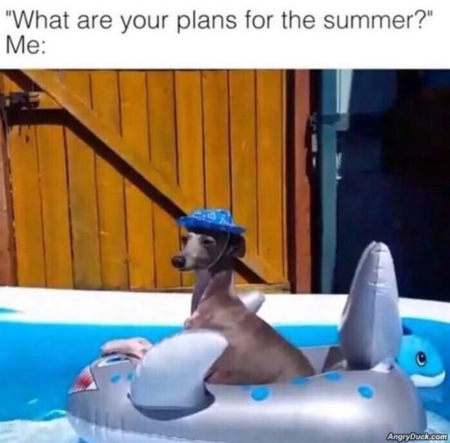 Plans For The Summer