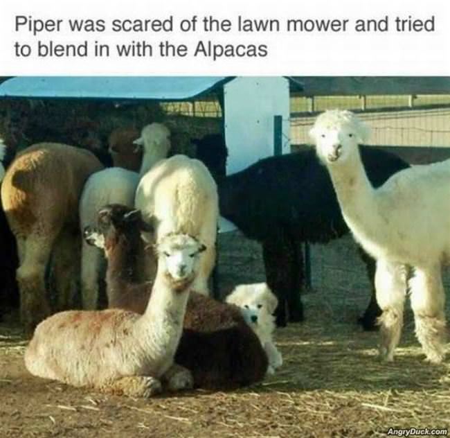 Scared Of The Lawn Mower