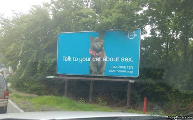 Talk To Your Cat