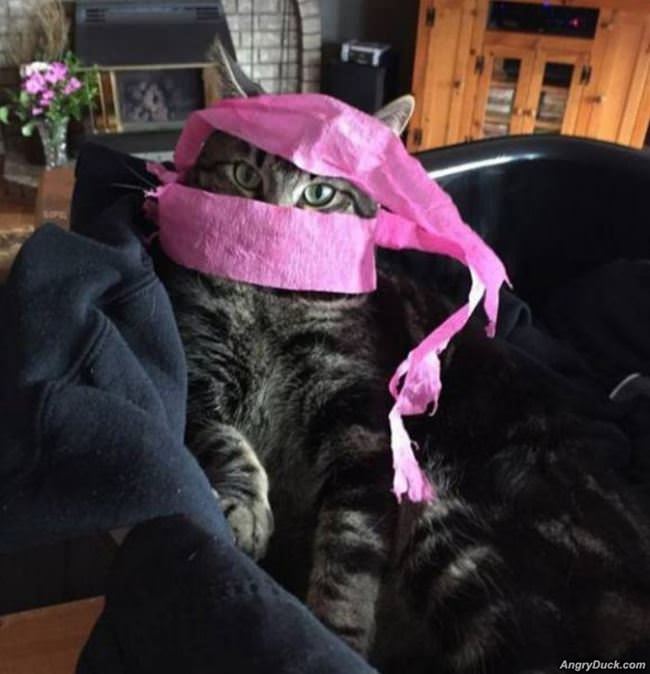 This Ninja Of A Cat