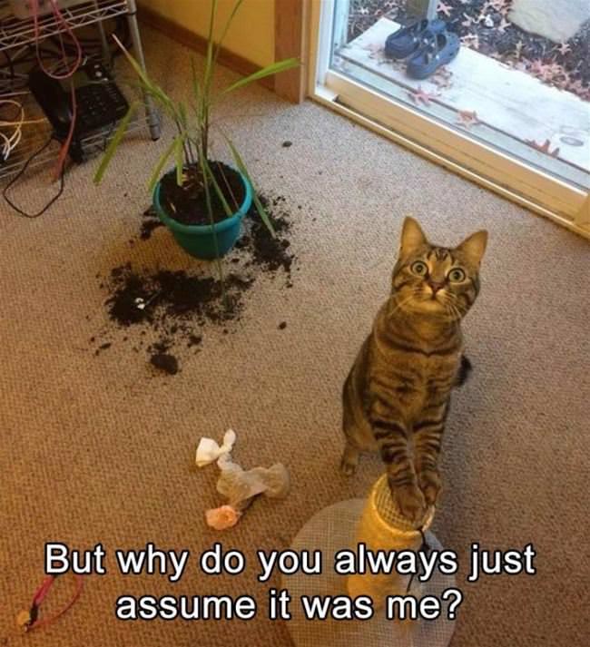 Why Do You Always Assume