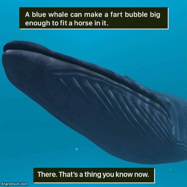 A Random Fact