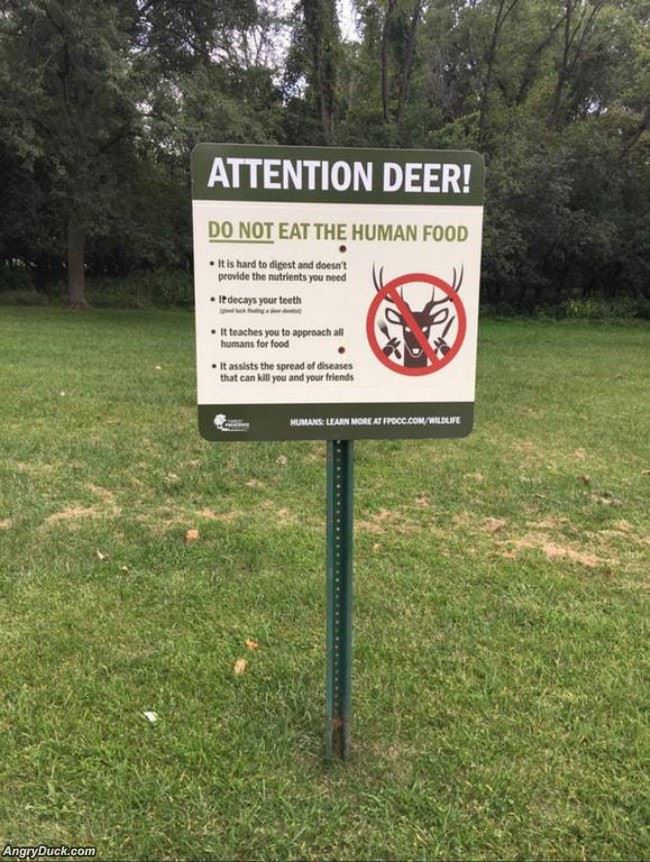 Attention Deer