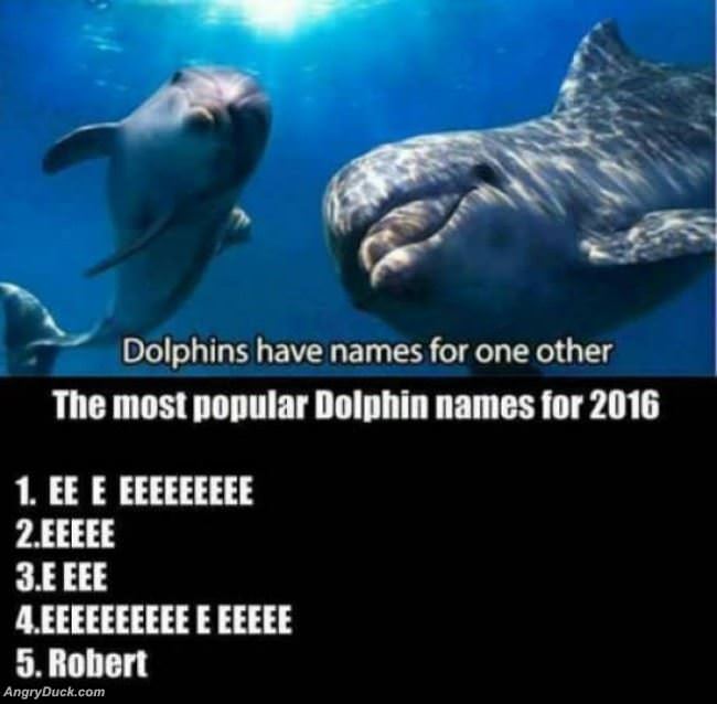 Dolphin Names