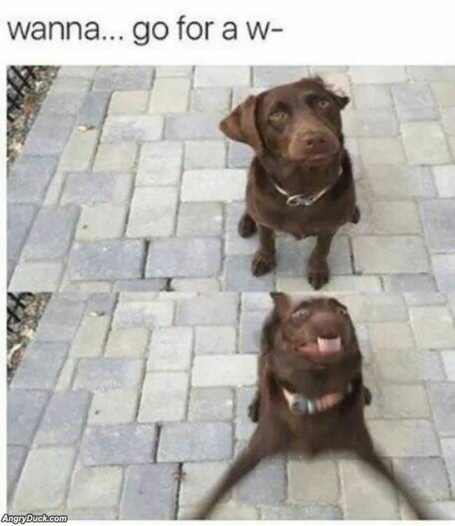 Go For A Walk