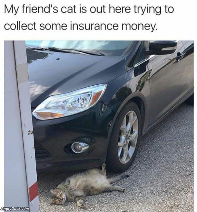 Insurance Fraud Cat