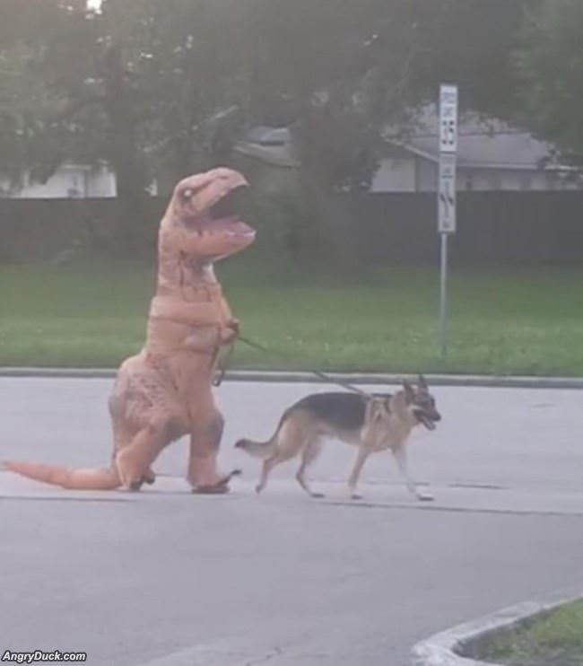Just Walking The Dog