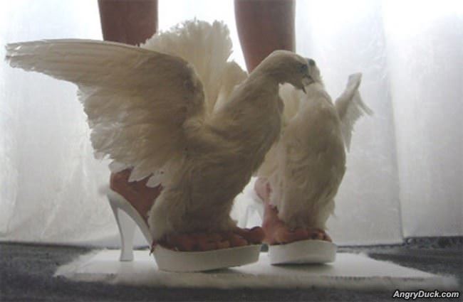 Nice Shoes