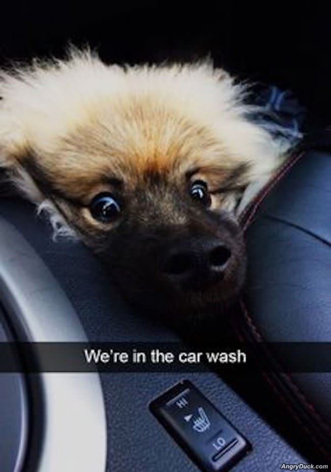 Not Really Enjoying The Car Wash
